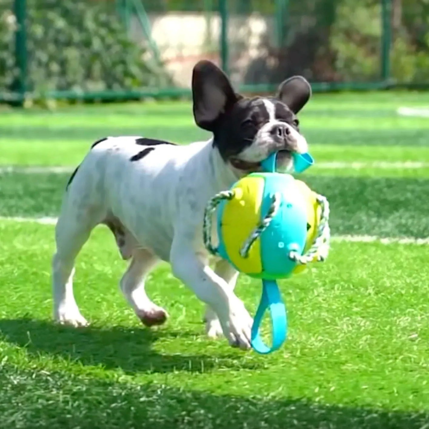 Interactive Frenchie Soccer Ball With Tabs Inflated Training Toy