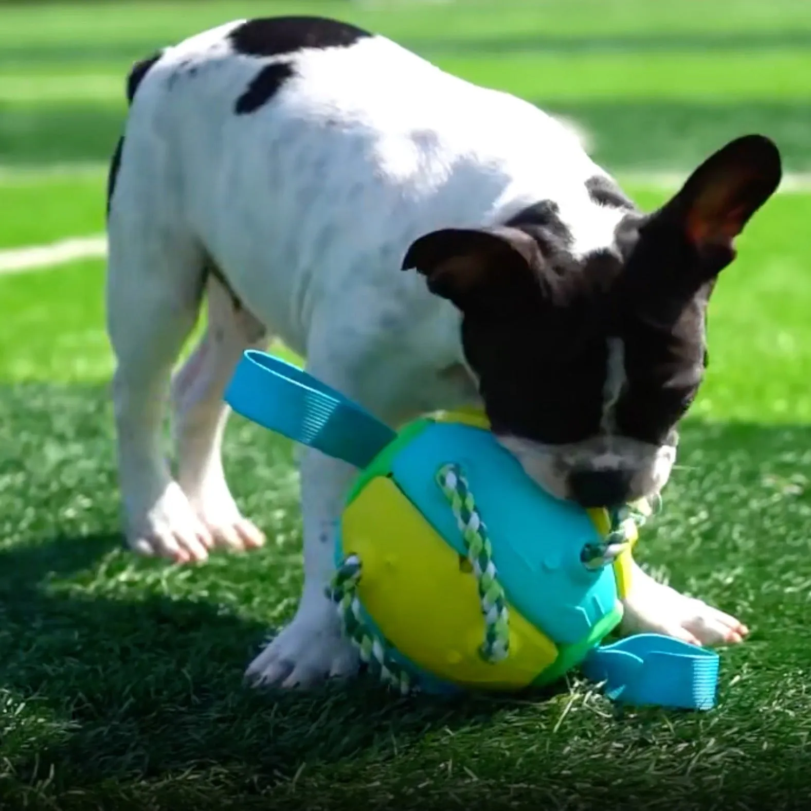 Interactive Frenchie Soccer Ball With Tabs Inflated Training Toy