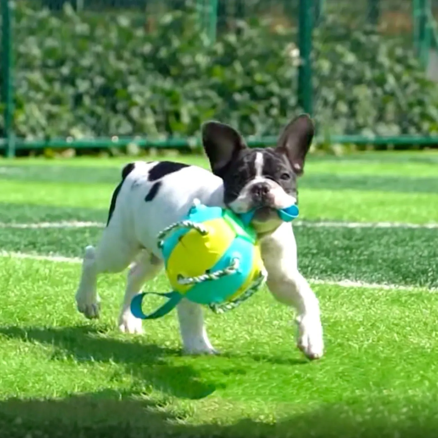 Interactive Frenchie Soccer Ball With Tabs Inflated Training Toy