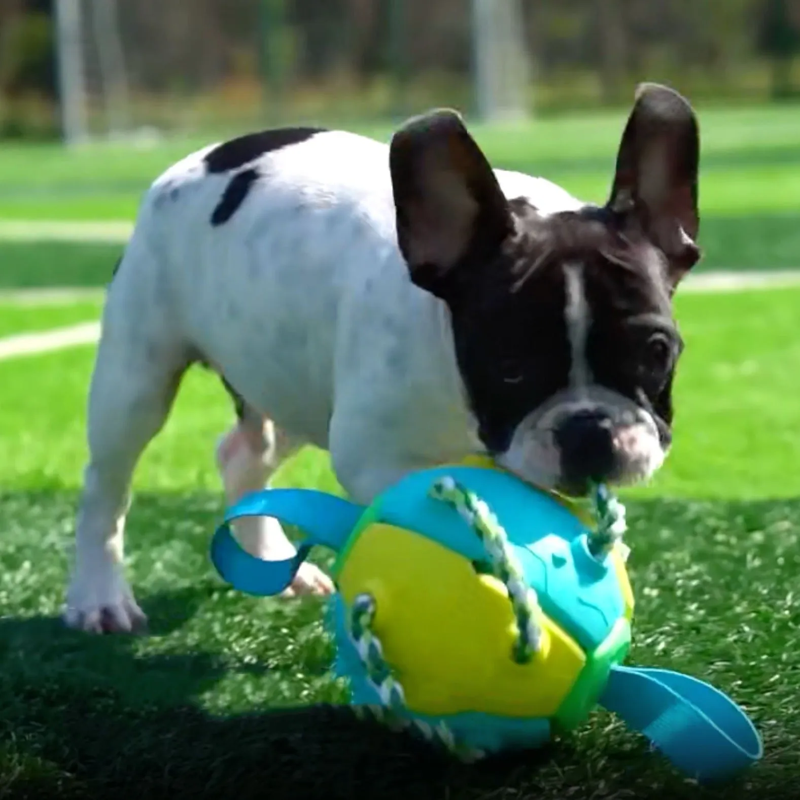 Interactive Frenchie Soccer Ball With Tabs Inflated Training Toy