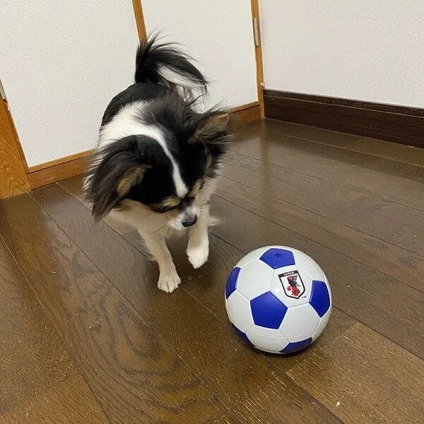 Soccer Japan National Team Model Sporty Training Toy for Dogs | Interactive Puzzle Toy